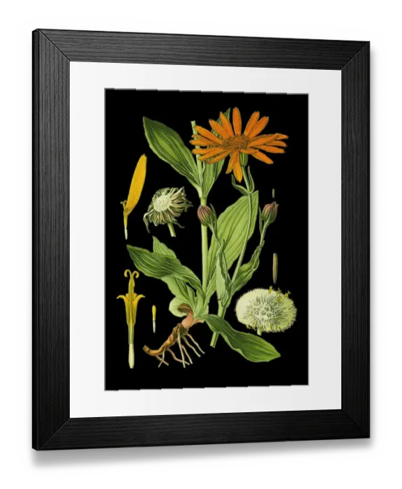 Framed Print : wolfs bane, leopards bane, mountain tobacco, mountain arnica