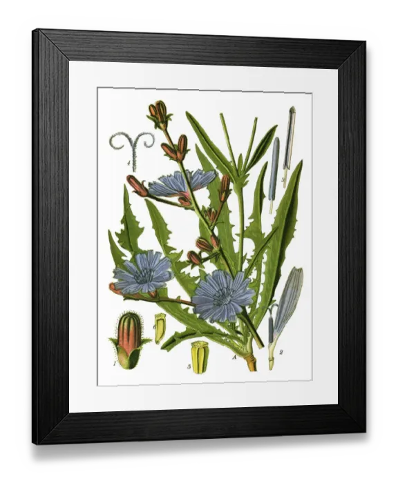 Framed Print : chicory, succory Framed Print : chicory, succory