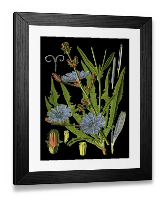 Framed Print : chicory, succory Framed Print : chicory, succory