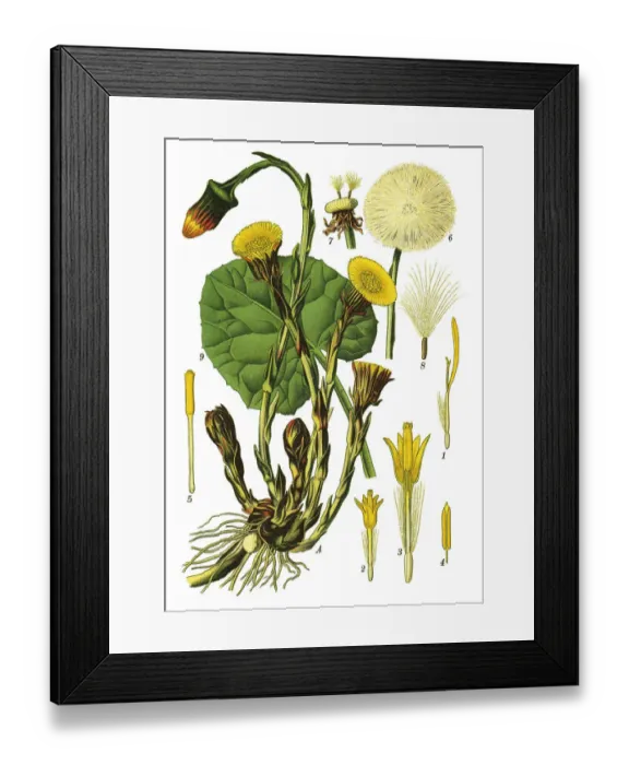 Framed Print : coltsfoot, foalfoot Framed Print : coltsfoot, foalfoot