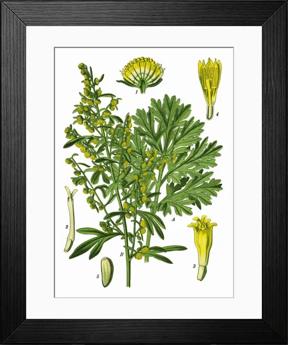 Framed Print : wormwood, grand wormwood, absinthe, absinthium, absinthe wormwood Framed Print : wormwood, grand wormwood, absinthe, absinthium, absinthe wormwood