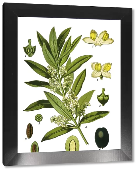 olive. Antique illustration of a Medicinal and Herbal Plants.