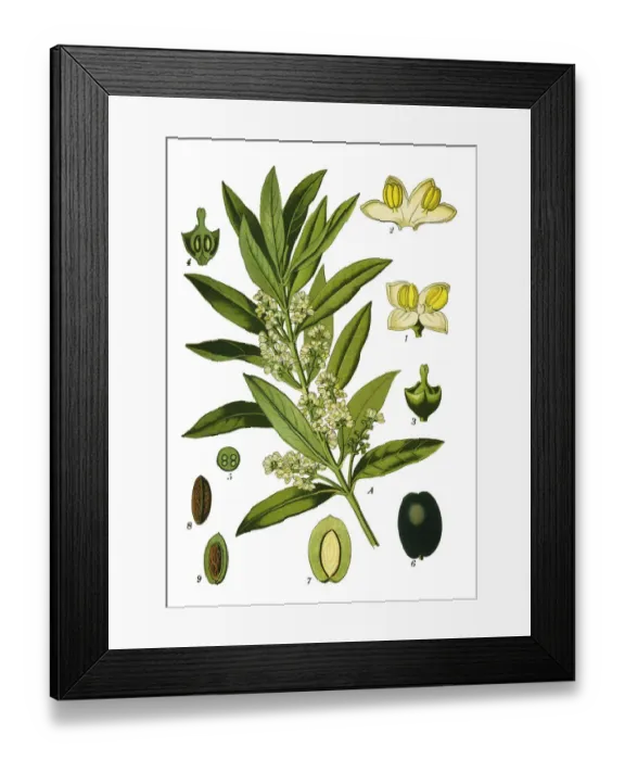 Framed Print : olive. Antique illustration of a Medicinal and Herbal Plants. Framed Print : olive. Antique illustration of a Medicinal and Herbal Plants.