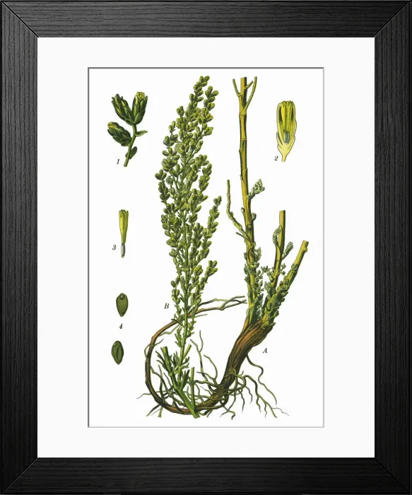 Framed Print : santonica, Levant Wormseed, Wormseed Framed Print : santonica, Levant Wormseed, Wormseed