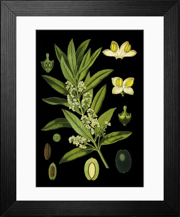 Framed Print : olive. Antique illustration of a Medicinal and Herbal Plants. Framed Print : olive. Antique illustration of a Medicinal and Herbal Plants.