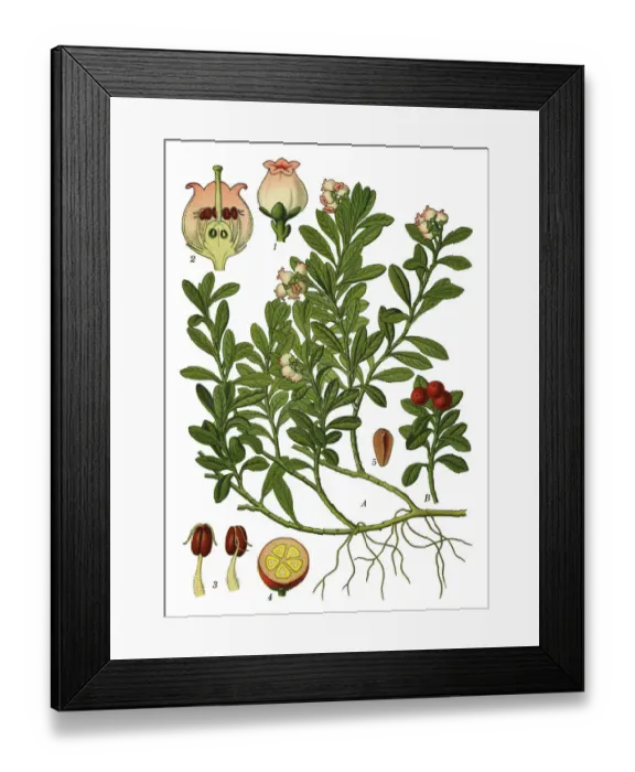 Framed Print : kinnikinnick, pinemat manzanita, bearberry Framed Print : kinnikinnick, pinemat manzanita, bearberry