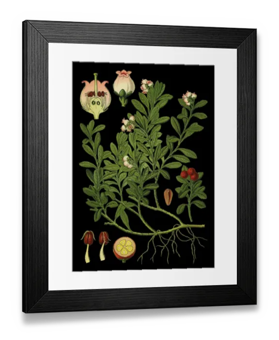Framed Print : kinnikinnick, pinemat manzanita, bearberry Framed Print : kinnikinnick, pinemat manzanita, bearberry