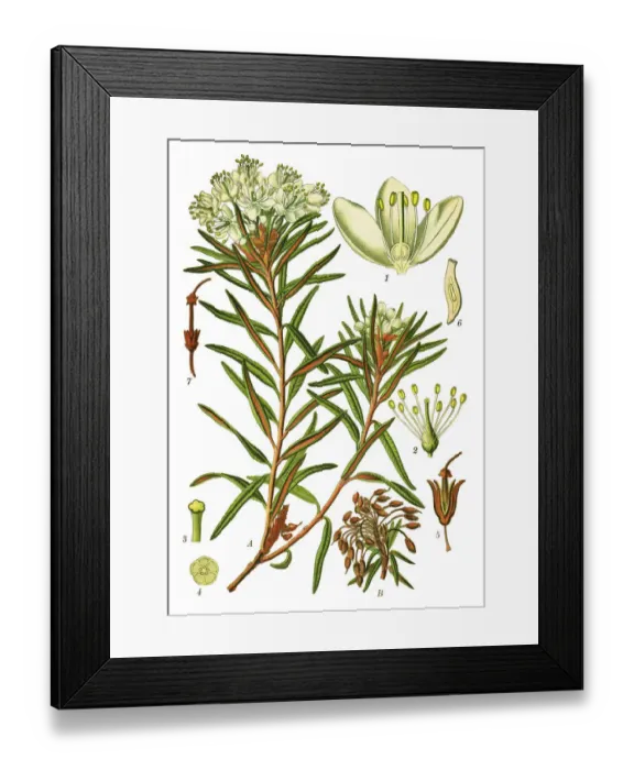 Framed Print : marsh Labrador tea, northern Labrador tea, wild rosemary Framed Print : marsh Labrador tea, northern Labrador tea, wild rosemary