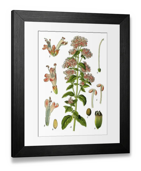 Framed Print : Oregano, sweet marjoram, marjoram Framed Print : Oregano, sweet marjoram, marjoram