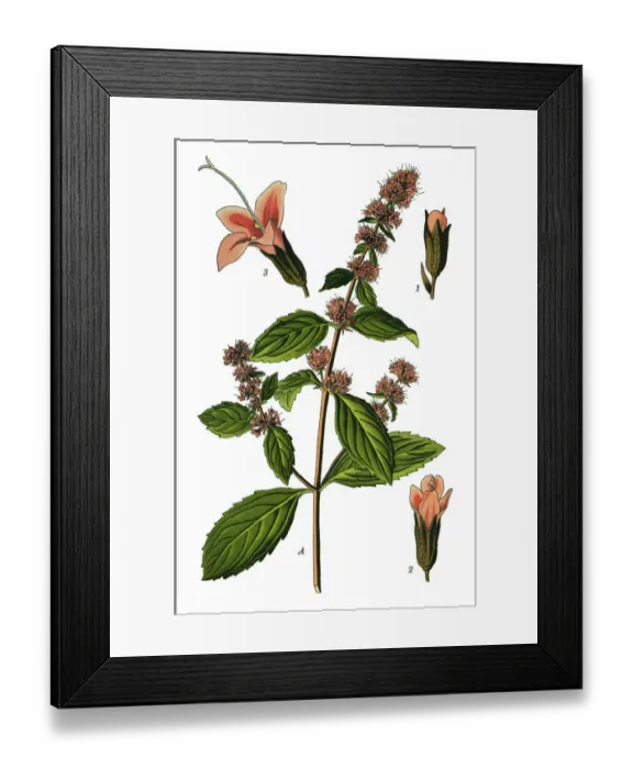 Framed Print : Peppermint, mint Framed Print : Peppermint, mint