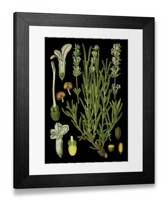 Framed Print : lavender, true lavender, English lavender, garden lavender Framed Print : lavender, true lavender, English lavender, garden lavender