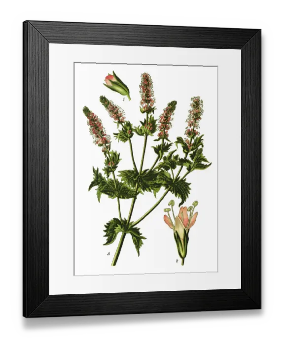 Framed Print : Spearmint, garden mint, common mint, lamb mint, mint