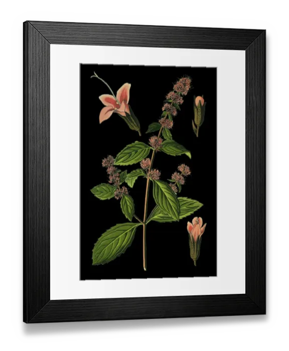 Framed Print : Peppermint, mint Framed Print : Peppermint, mint