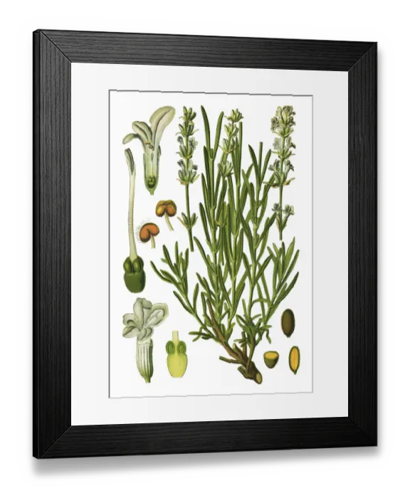 Framed Print : lavender, true lavender, English lavender, garden lavender Framed Print : lavender, true lavender, English lavender, garden lavender