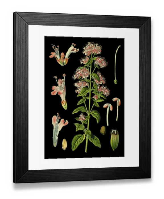 Framed Print : Oregano, sweet marjoram, marjoram