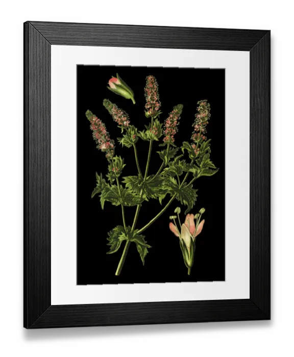 Framed Print : Spearmint, garden mint, common mint, lamb mint, mint Framed Print : Spearmint, garden mint, common mint, lamb mint, mint