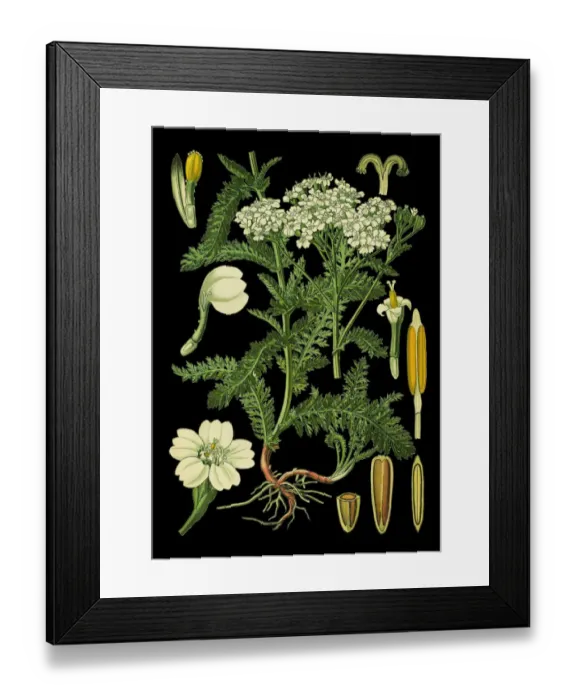 Framed Print : yarrow. Antique illustration of a Medicinal and Herbal Plants. Framed Print : yarrow. Antique illustration of a Medicinal and Herbal Plants.