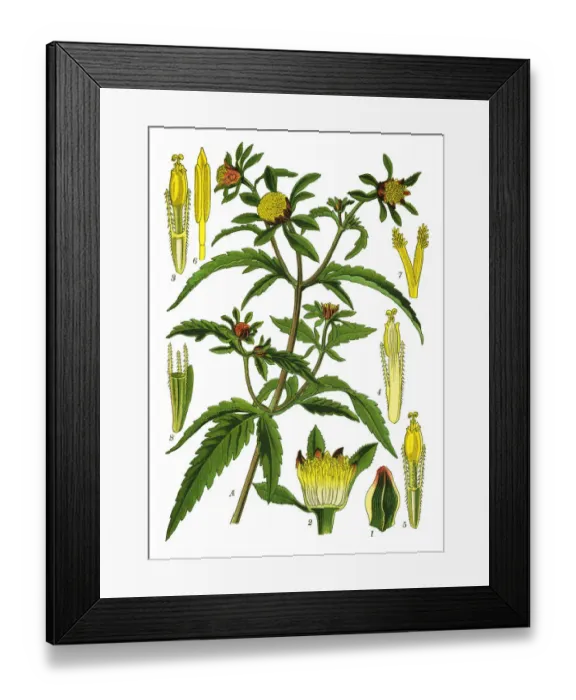 Framed Print : three-lobe beggartick, three-part beggarticks, leafy-bracted beggarticks, trifid Framed Print : three-lobe beggartick, three-part beggarticks, leafy-bracted beggarticks, trifid