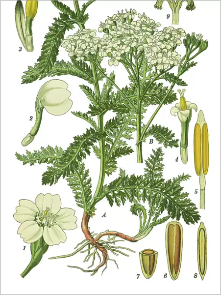 yarrow. Antique illustration of a Medicinal and Herbal Plants.