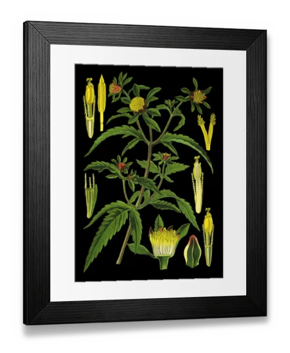 Framed Print : three-lobe beggartick, three-part beggarticks, leafy-bracted beggarticks, trifid Framed Print : three-lobe beggartick, three-part beggarticks, leafy-bracted beggarticks, trifid