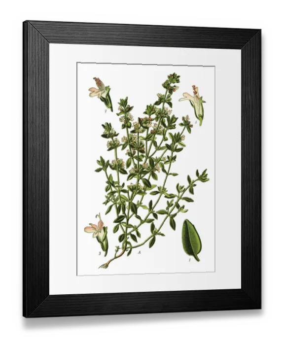 Framed Print : thyme, German thyme, garden thyme Framed Print : thyme, German thyme, garden thyme