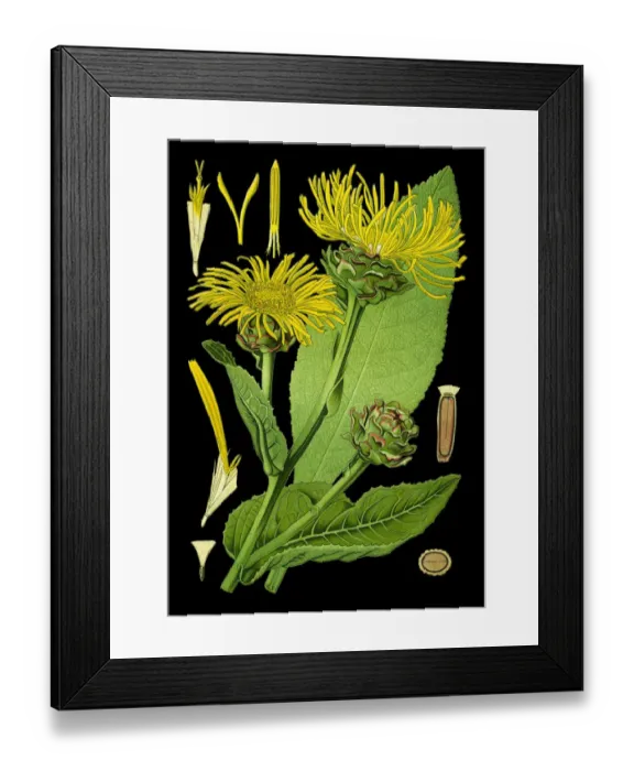 Framed Print : horse-heal, elfdock Framed Print : horse-heal, elfdock