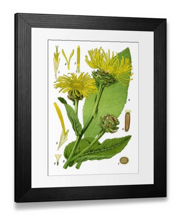 Framed Print : horse-heal, elfdock Framed Print : horse-heal, elfdock