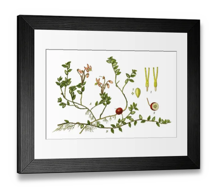 Framed Print : cranberry. Antique illustration of a Medicinal and Herbal Plants. Framed Print : cranberry. Antique illustration of a Medicinal and Herbal Plants.