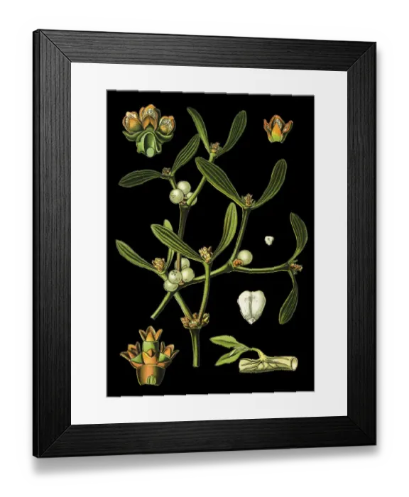 Framed Print : European mistletoe, mistletoe Framed Print : European mistletoe, mistletoe