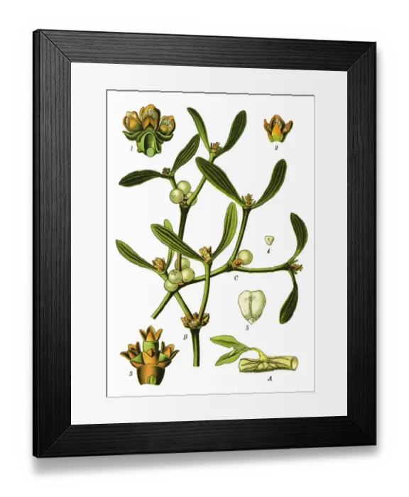Framed Print : European mistletoe, mistletoe Framed Print : European mistletoe, mistletoe