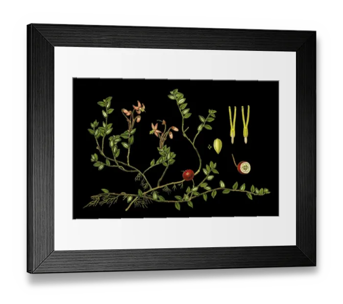 Framed Print : cranberry. Antique illustration of a Medicinal and Herbal Plants. Framed Print : cranberry. Antique illustration of a Medicinal and Herbal Plants.