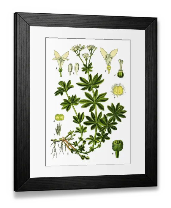 Framed Print : sweetscented bedstraw, woodruff, sweet woodruff