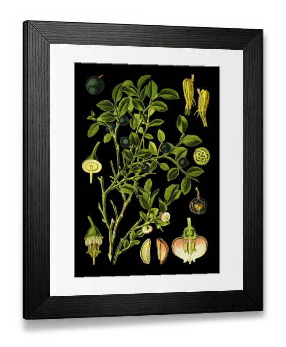 Framed Print : blueberries, wimberry, whortleberry, European blueberry, common bilberry, blue Framed Print : blueberries, wimberry, whortleberry, European blueberry, common bilberry, blue
