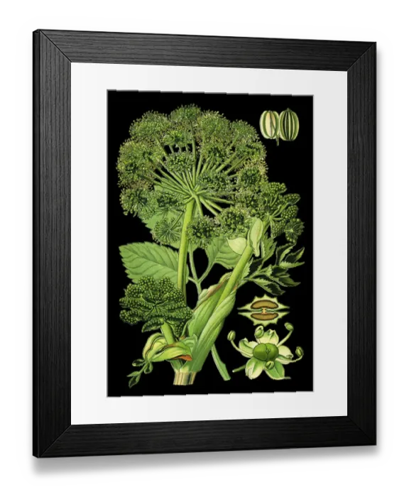 Framed Print : garden angelica, wild celery Framed Print : garden angelica, wild celery