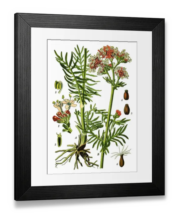 Framed Print : Valerian. Antique illustration of a Medicinal and Herbal Plants. Framed Print : Valerian. Antique illustration of a Medicinal and Herbal Plants.