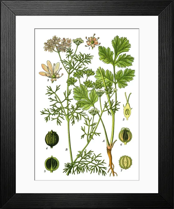Framed Print : Coriander, cilantro, Chinese parsley Framed Print : Coriander, cilantro, Chinese parsley