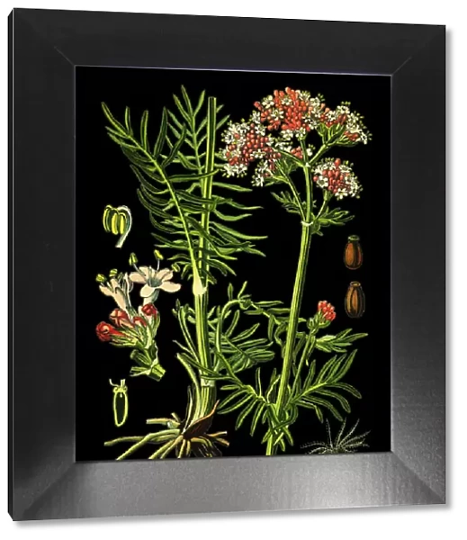 Valerian. Antique illustration of a Medicinal and Herbal Plants.