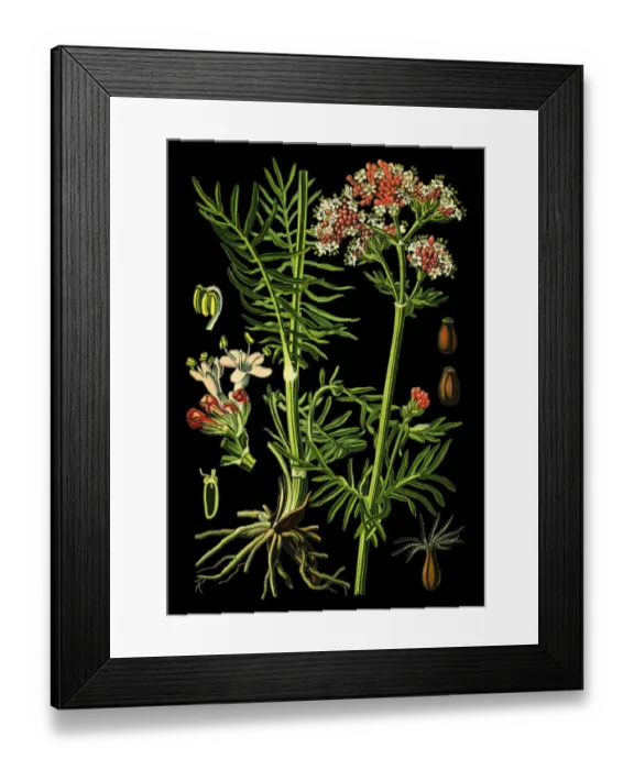 Framed Print : Valerian. Antique illustration of a Medicinal and Herbal Plants. Framed Print : Valerian. Antique illustration of a Medicinal and Herbal Plants.