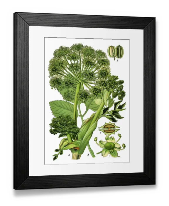 Framed Print : garden angelica, wild celery Framed Print : garden angelica, wild celery