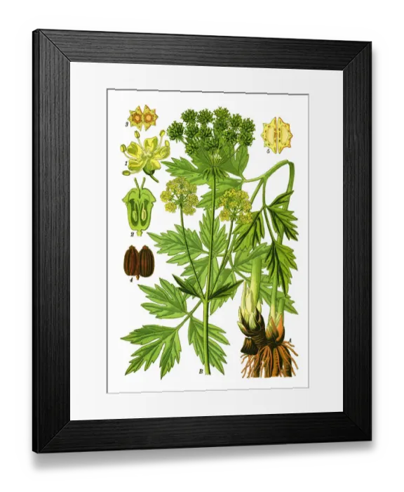 Framed Print : Lovage. Antique illustration of a Medicinal and Herbal Plants. Framed Print : Lovage. Antique illustration of a Medicinal and Herbal Plants.