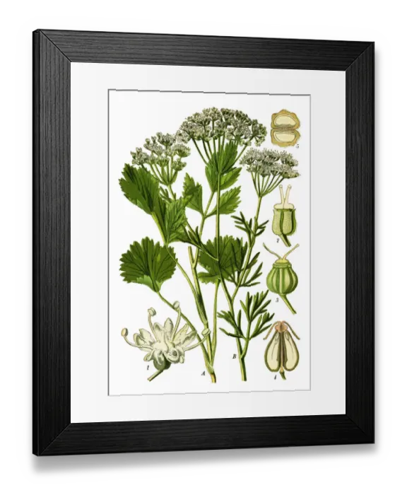 Framed Print : Anise. Antique illustration of a Medicinal and Herbal Plants. Framed Print : Anise. Antique illustration of a Medicinal and Herbal Plants.