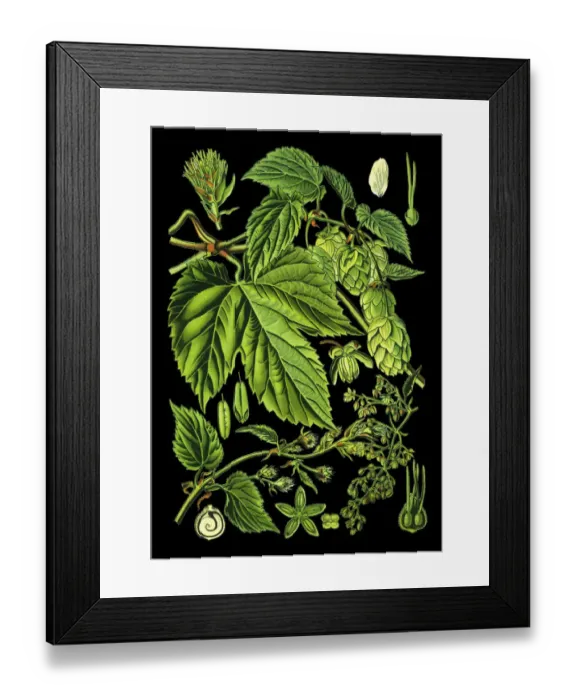 Framed Print : hop. Antique illustration of a Medicinal and Herbal Plants. Framed Print : hop. Antique illustration of a Medicinal and Herbal Plants.