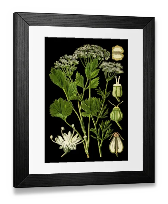 Framed Print : Anise. Antique illustration of a Medicinal and Herbal Plants.