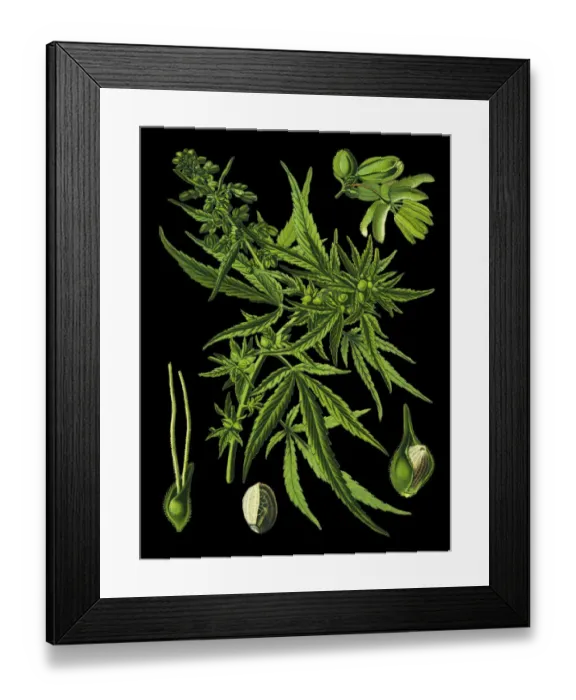 Framed Print : Cannabis. Antique illustration of a Medicinal and Herbal Plants. Framed Print : Cannabis. Antique illustration of a Medicinal and Herbal Plants.
