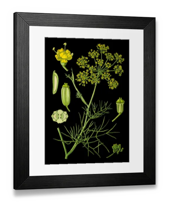 Framed Print : Fennel. Antique illustration of a Medicinal and Herbal Plants. Framed Print : Fennel. Antique illustration of a Medicinal and Herbal Plants.