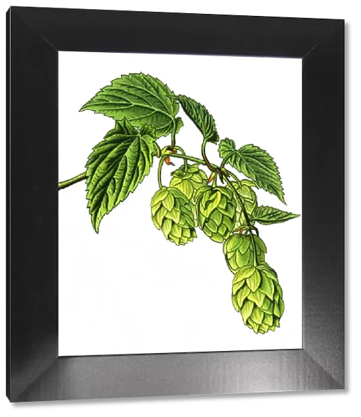 hop. Antique illustration of a Medicinal and Herbal Plants.