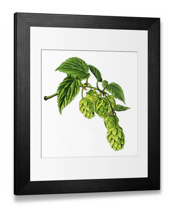 Framed Print : hop. Antique illustration of a Medicinal and Herbal Plants. Framed Print : hop. Antique illustration of a Medicinal and Herbal Plants.