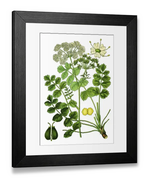 Framed Print : burnet-saxifrage, solidstem burnet saxifrage, lesser burnet