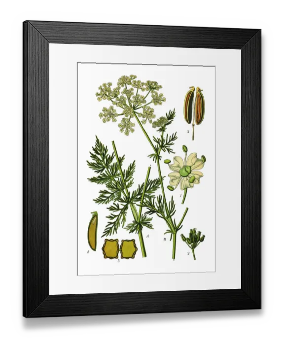 Framed Print : Caraway. Antique illustration of a Medicinal and Herbal Plants. Framed Print : Caraway. Antique illustration of a Medicinal and Herbal Plants.
