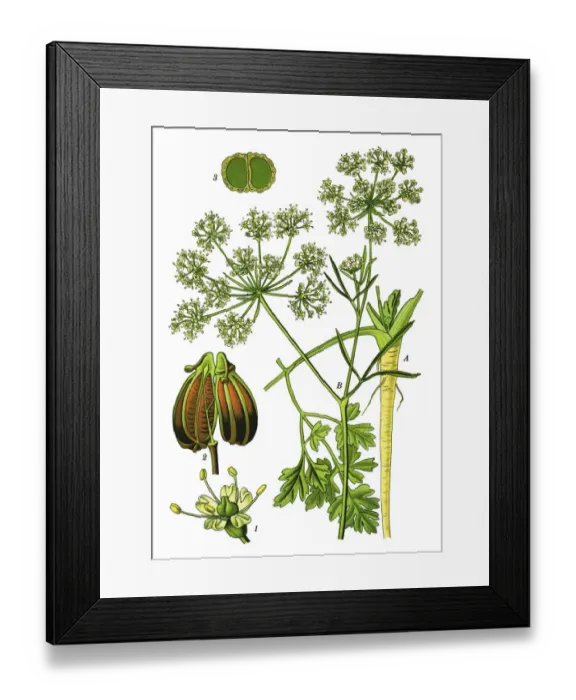 Framed Print : Parsley or garden parsley Framed Print : Parsley or garden parsley